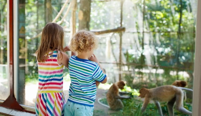 Children looking at monkeys at Drusilla's park